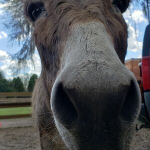 "Nestor" Mini-Donkey Coffee Mug, T-Shirt, or 10 Minute Zoom Call.