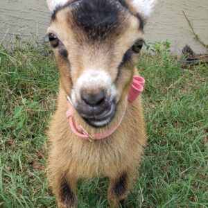 "Dinky" Baby Goat Coffee Mug, T-Shirt, 10 Minute Zoom Call.
