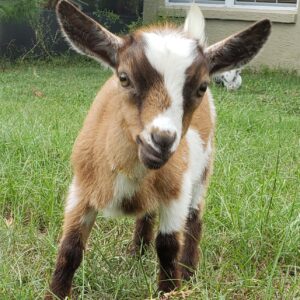 "Maggie" Mini-Goat Coffee Mug, T-Shirt, 10 Minute Zoom Call.