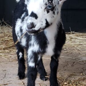 "Pepper" Mini-Goat Coffee Mug, T-Shirt, 10 Minute Zoom Call.